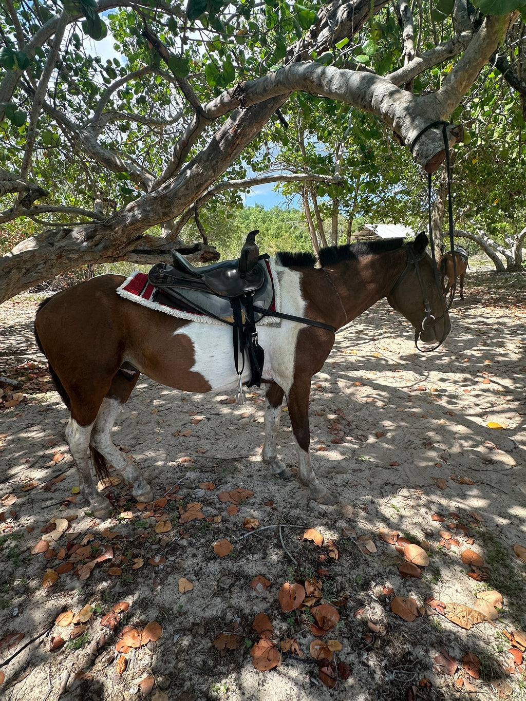 Summer 40 | Negril, Jamaica | Aug 11–15, 2027